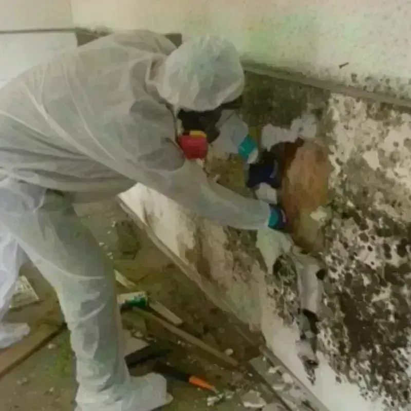 Mold Remediation and Removal in Grabill, IN